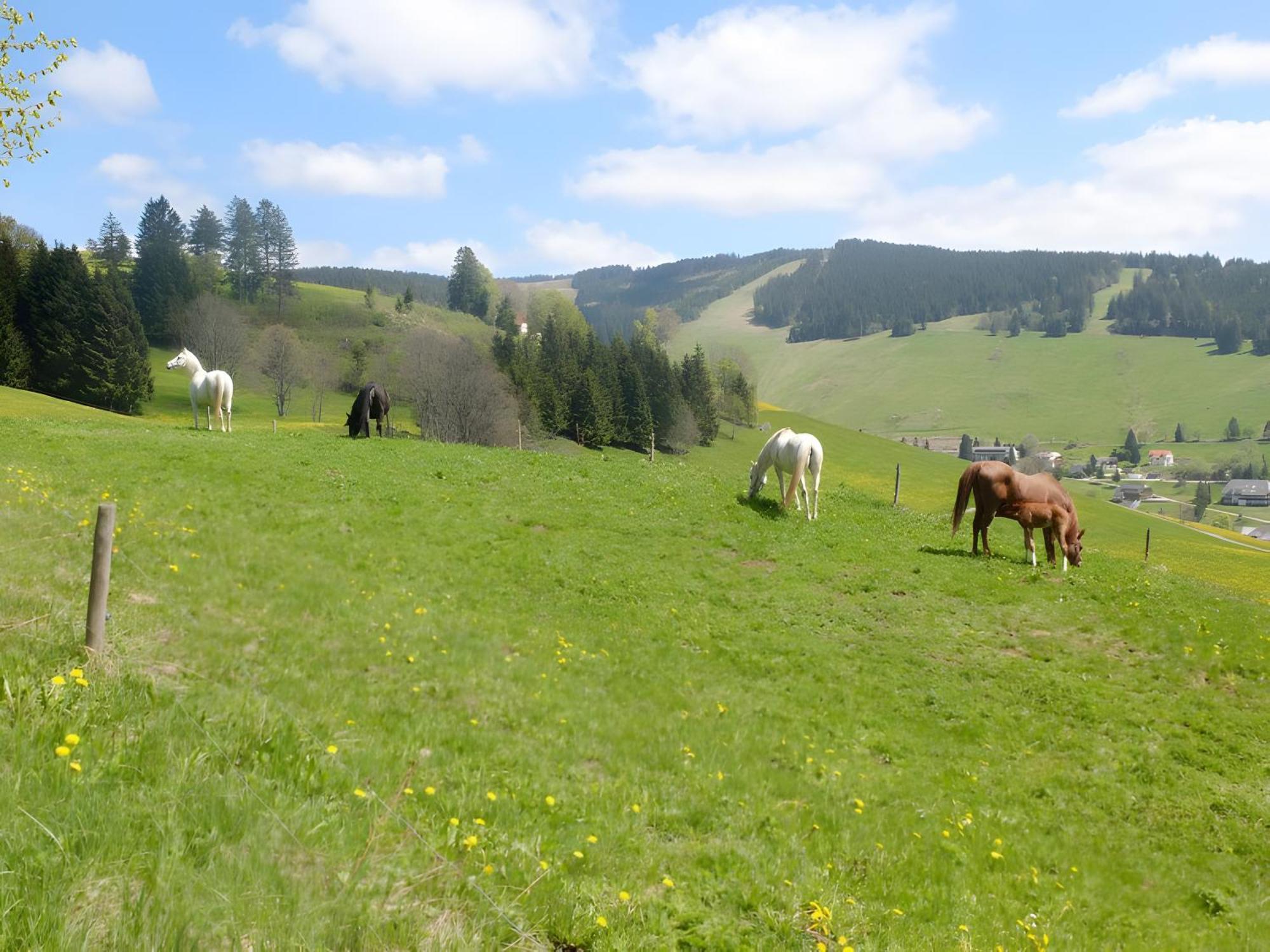 Ferienwohnung Bergahorn Todtnauberg Bagian luar foto